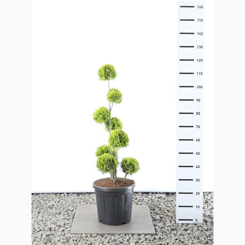 Thuja – Thuja occidentalis 'Golden Smaragd' - 80-100 CM PonPon Cont.